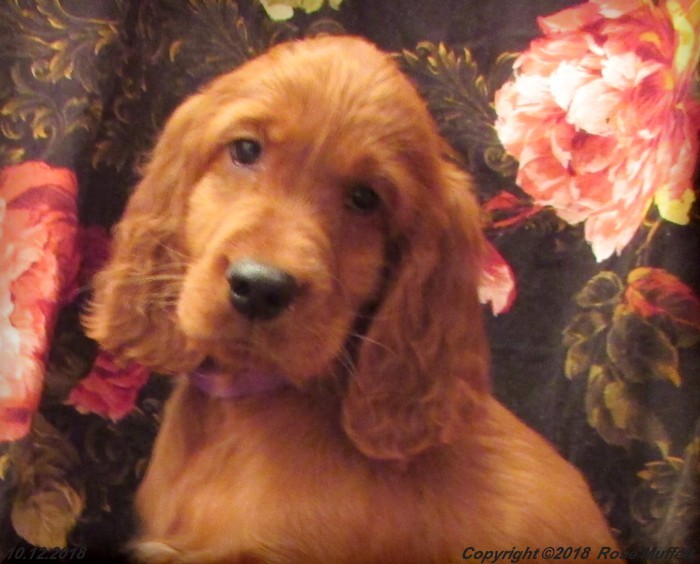 Liza's Puppies