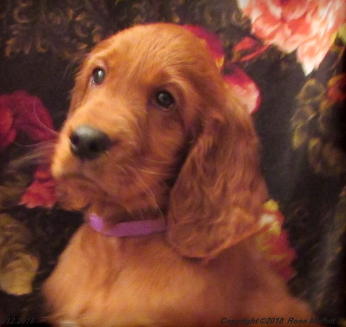 Liza's Puppies