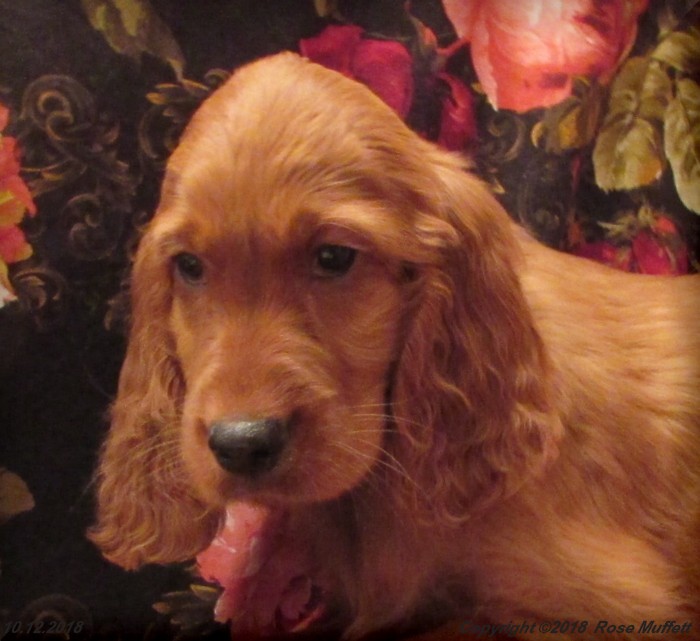 Liza's Puppies
