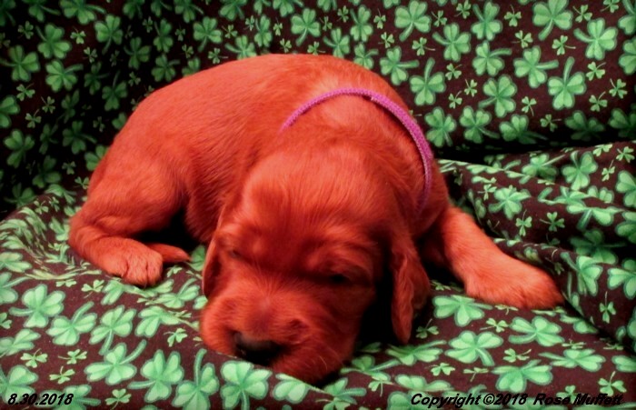 Liza's Puppies