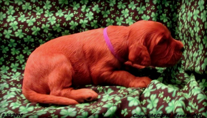 Liza's Puppies
