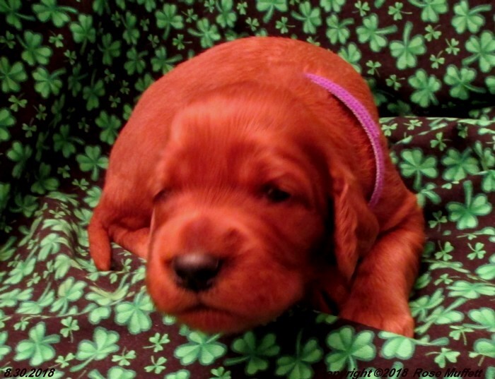 Liza's Puppies