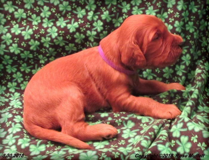 Liza's Puppies