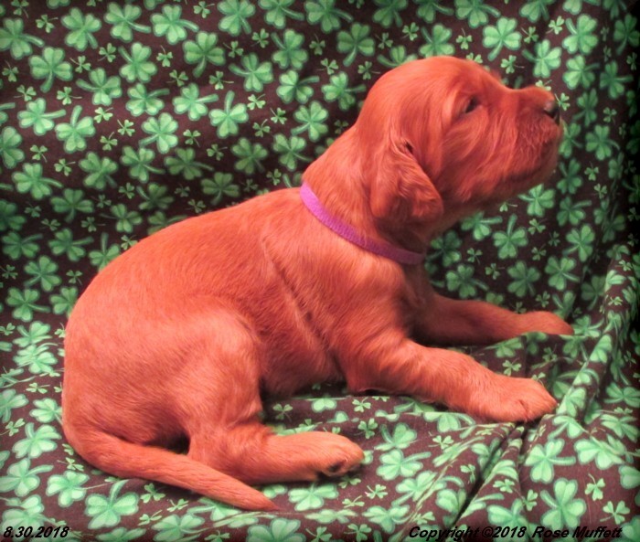 Liza's Puppies