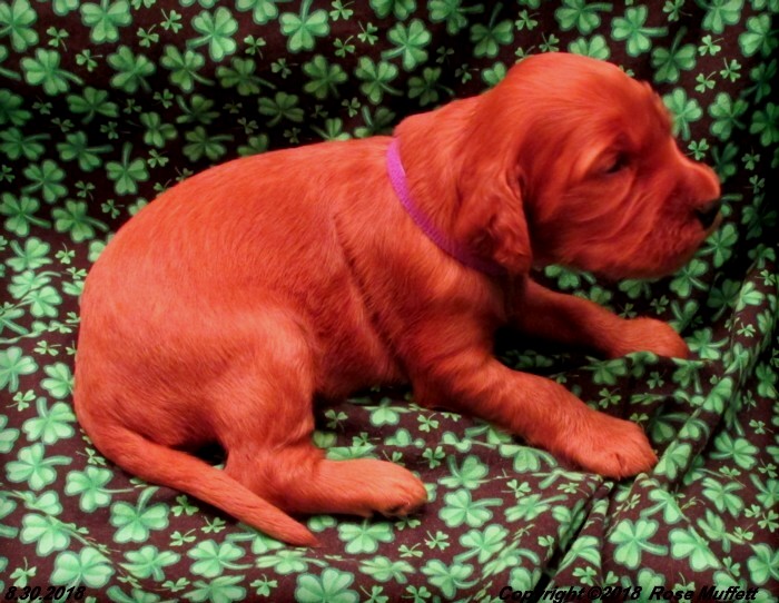 Liza's Puppies