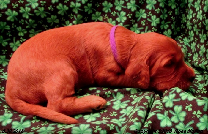 Liza's Puppies
