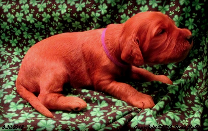 Liza's Puppies