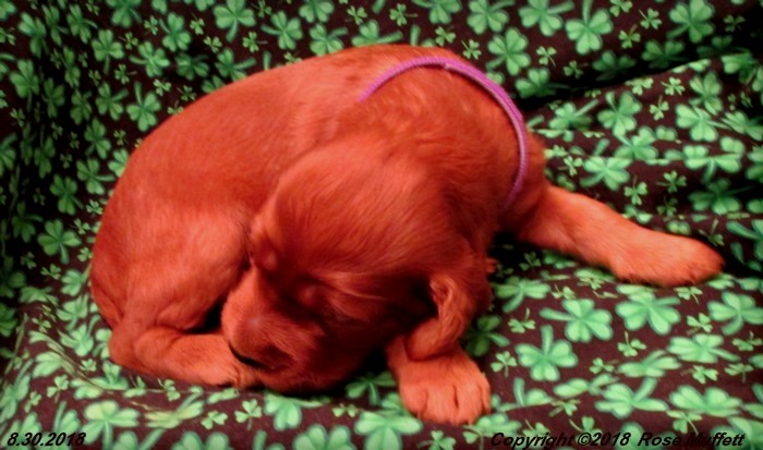Liza's Puppies