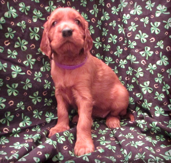 Liza's Puppies