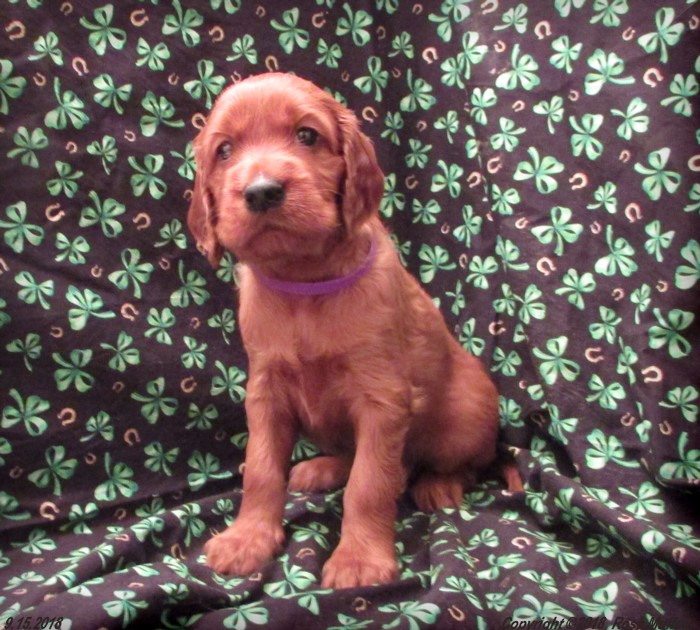 Liza's Puppies