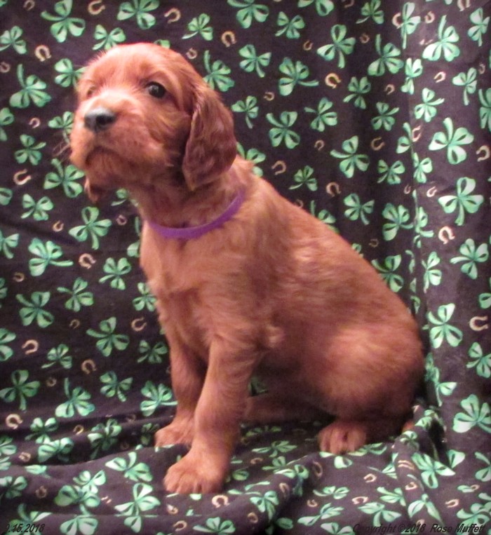 Liza's Puppies