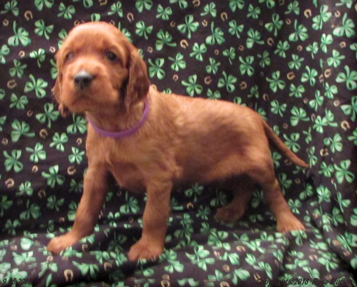 Liza's Puppies