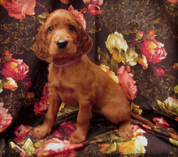 Liza's Puppies