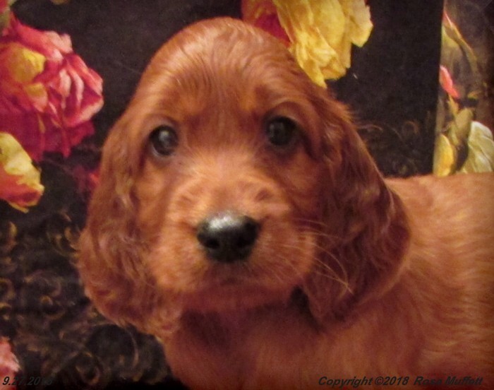 Liza's Puppies