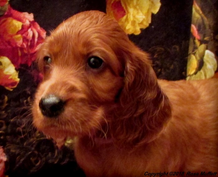 Liza's Puppies