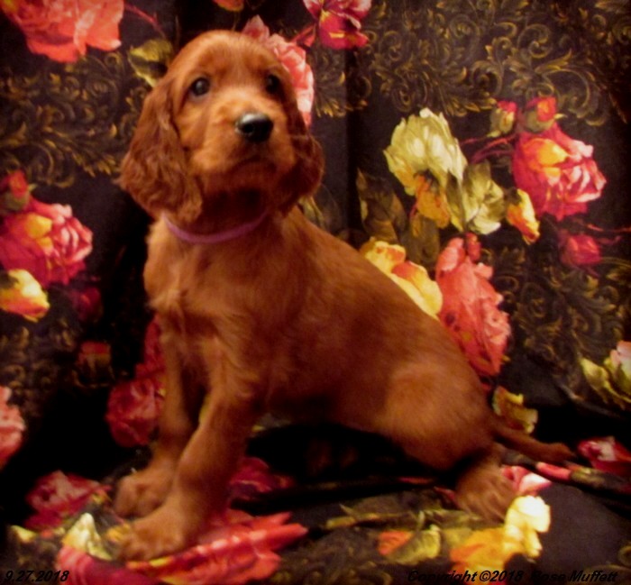 Liza's Puppies