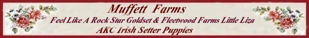 Banner for Irish Setter Puppies