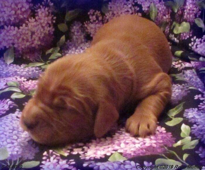 Liza's Puppies