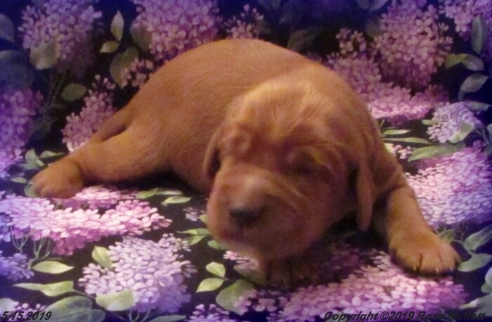 Liza's Puppies