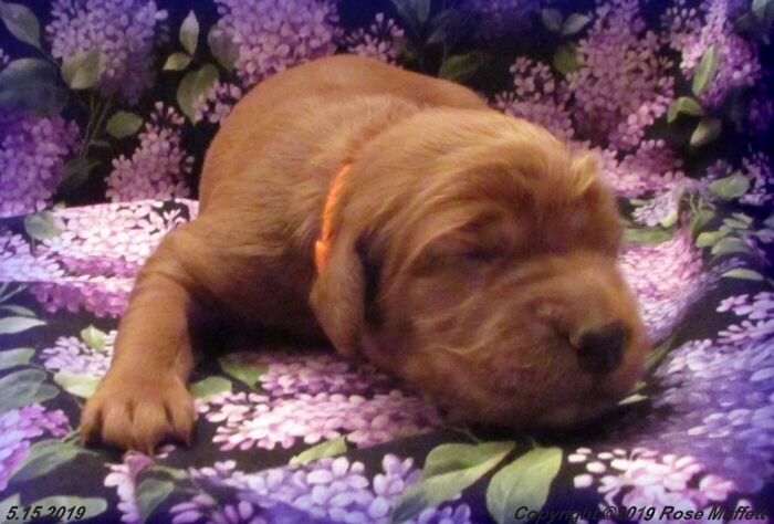 Liza's Puppies