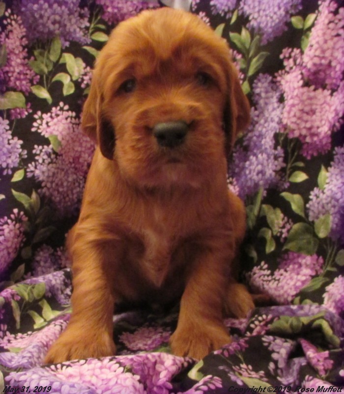 Liza's Puppies