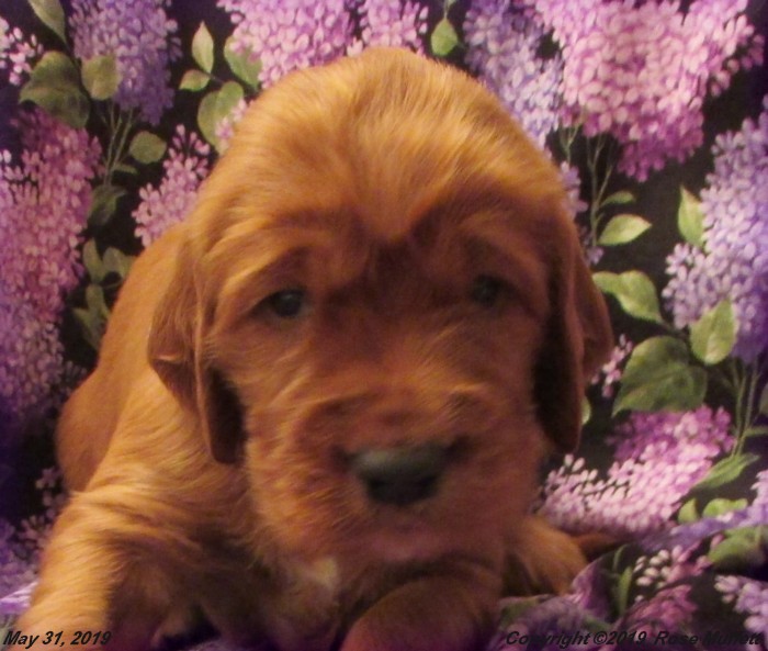 Liza's Puppies