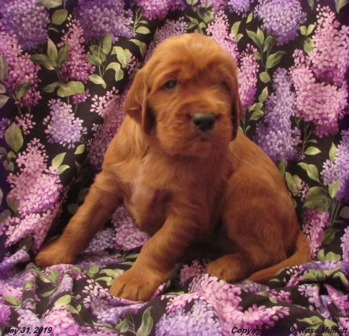 Liza's Puppies