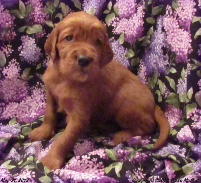Liza's Puppies