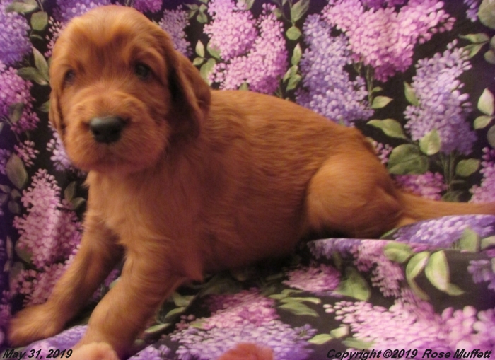 Liza's Puppies