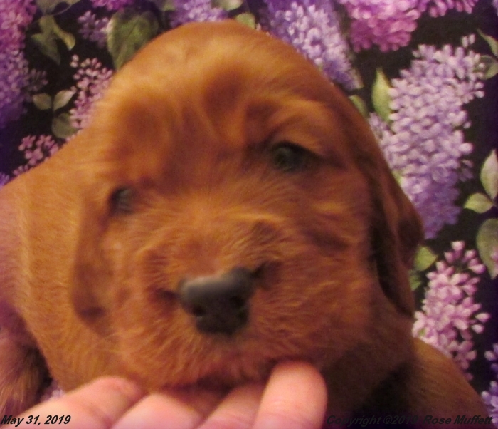 Liza's Puppies