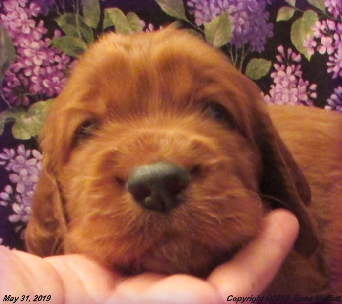 Liza's Puppies