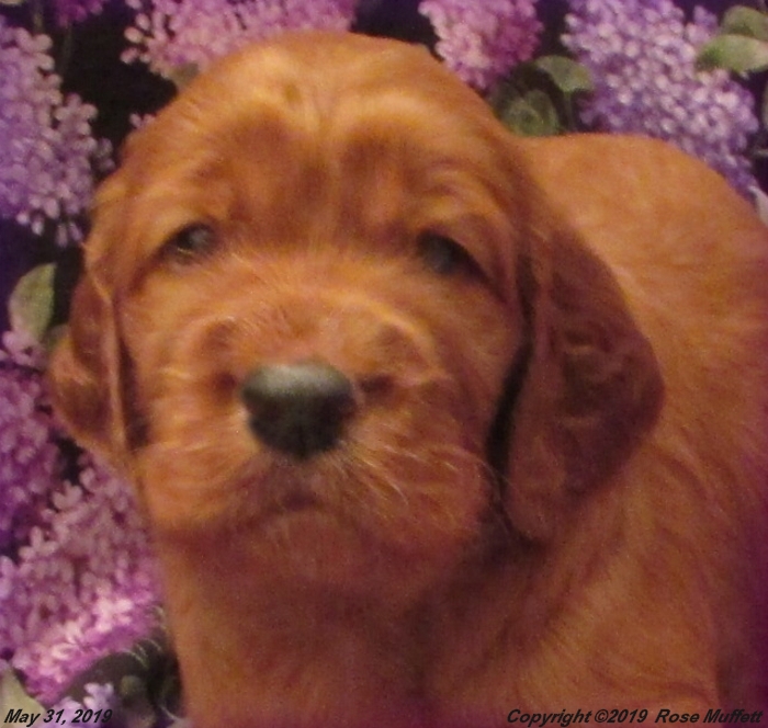 Liza's Puppies