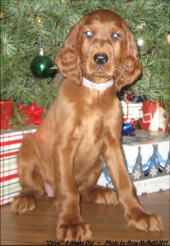 2nd Born Female ~ AKC Irish Setter Puppy For Sale