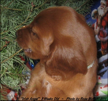 3rd Born Female ~ AKC Irish Setter Puppy For Sale