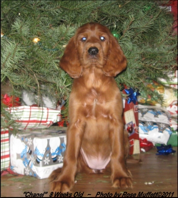 6th Born Female ~ AKC Irish Setter Puppy