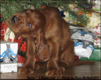 8th Born Male ~ AKC Irish Setter Puppy