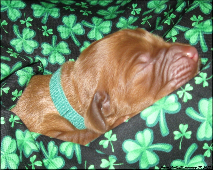 AKC Irish Setter Puppy