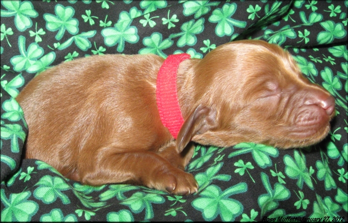 AKC Irish Setter Puppy