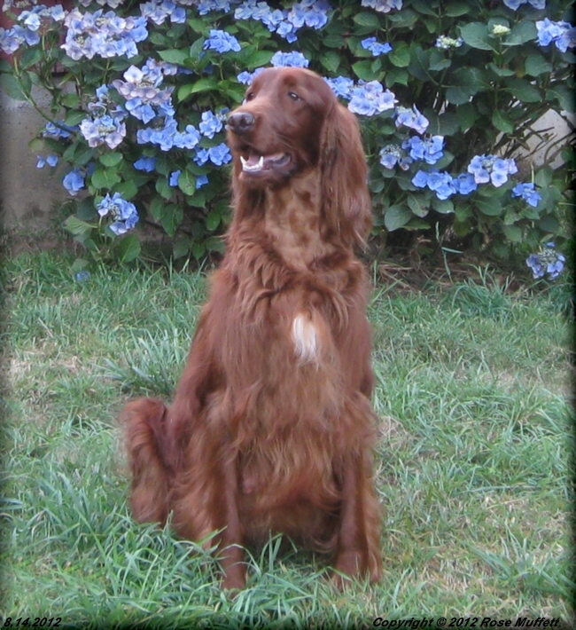 Fleetwood Farms Ginger Snap August 14, 2012