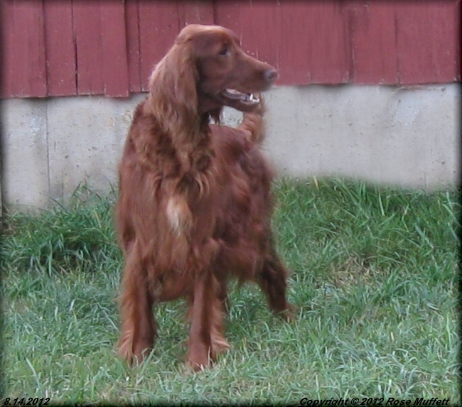 Fleetwood Farms Ginger Snap August 14, 2012