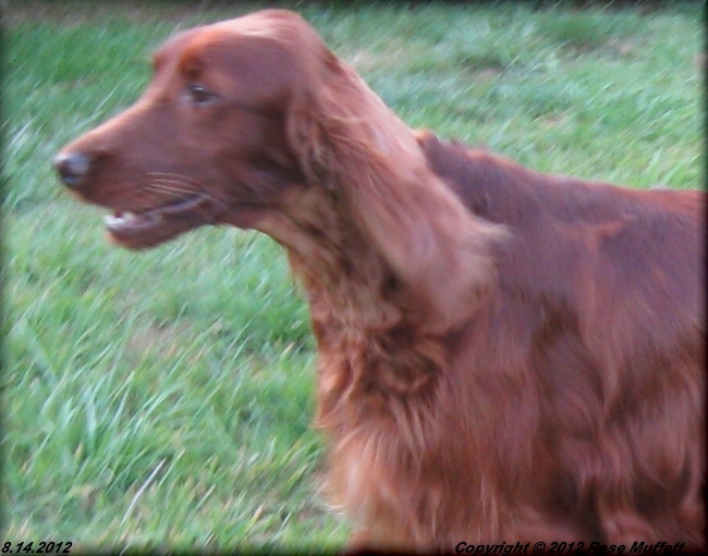Fleetwood Farms Ginger Snap August 14, 2012