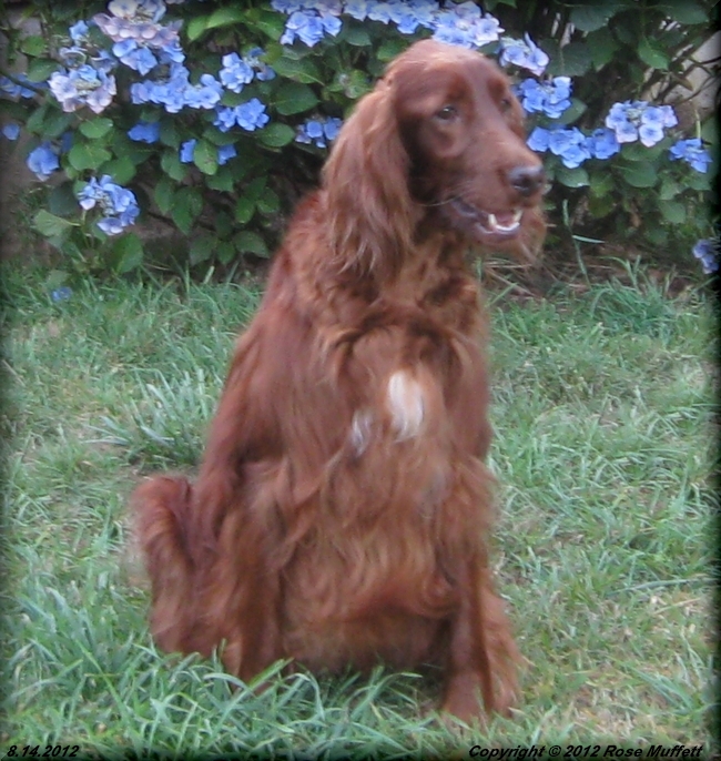 Fleetwood Farms Ginger Snap August 14, 2012