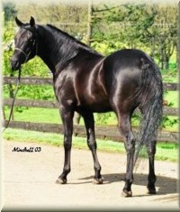 Click to view larger picture of Bleu Knight Foxy+