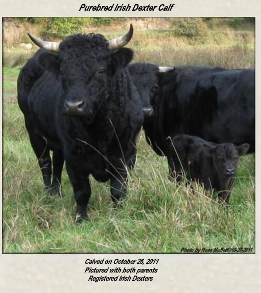Newborn Irish  Dexter Calf - Calved on October 26, 2011