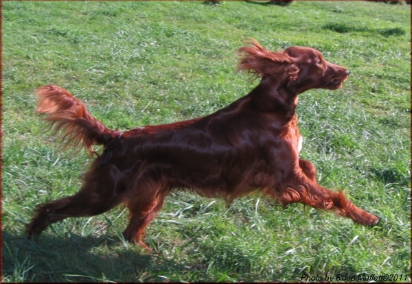 Fleetwood Farms Ginger Snap