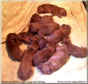 Ginger 4 days old with litter-mates