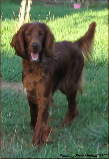 Fleetwood Farms Ginger Snap August 29, 2011