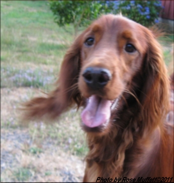 Fleetwood Farms Ginger Snap August 29, 2011