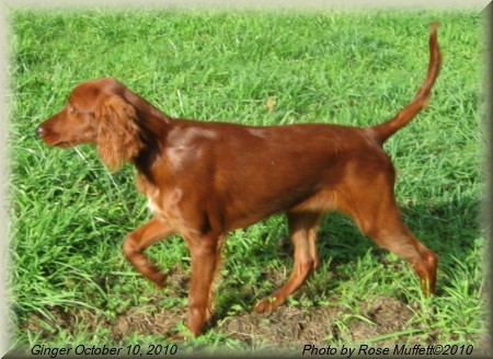 Fleetwood Farms Ginger Snap October 11, 2010