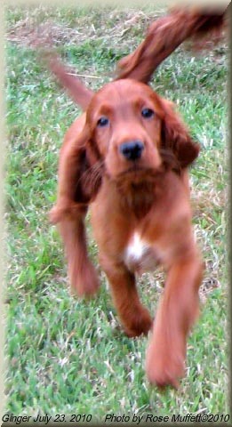 Fleetwood Farms Ginger Snap July 23, 2010